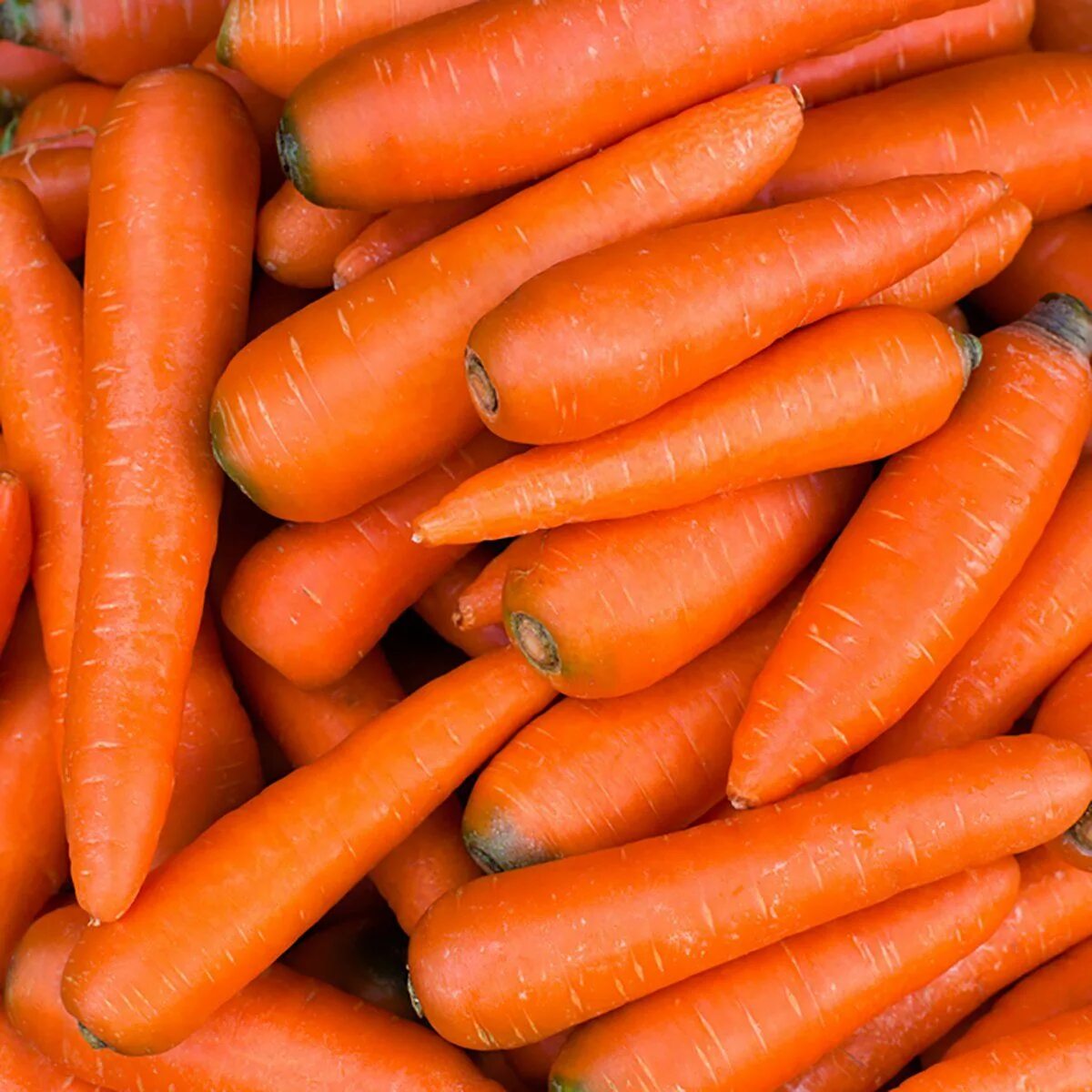 10 килограмм моркови. Морковь. Морковь мытая. Морковь свежая. Морковь весовая.