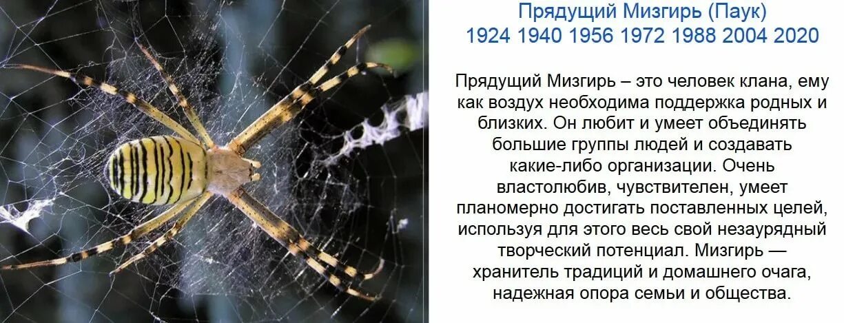 тёмный сох символ. славянский гороскоп по годам. год тотемного животного по славянскому календарю. славянский календарь животных по годам таблица. паук по славянскому гороскопу.