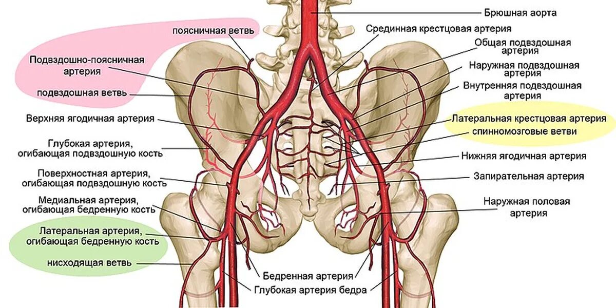 Кровоснабжение внутреннего