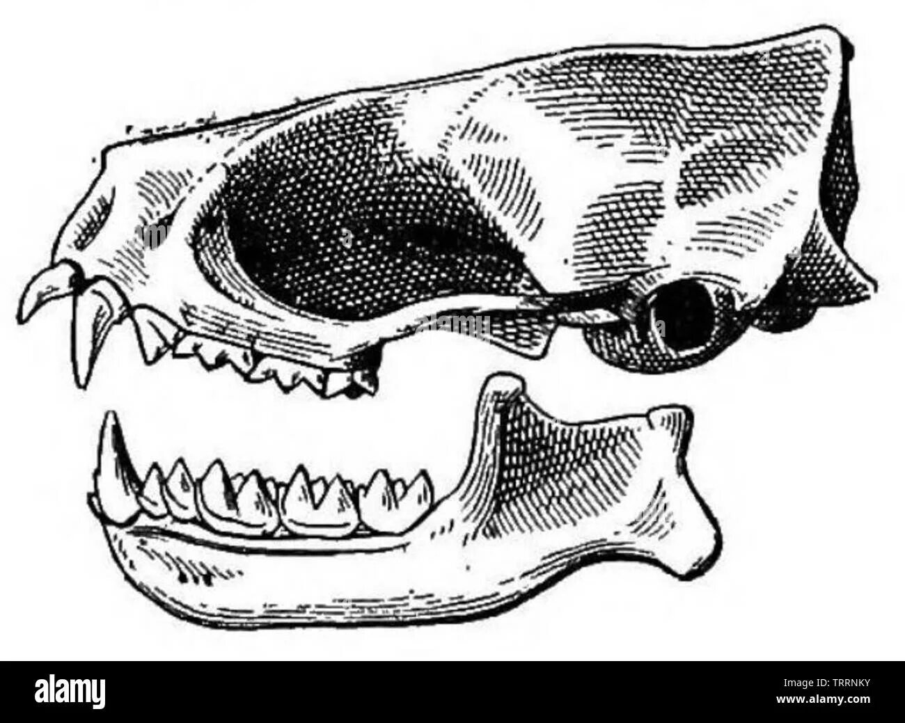 Зубная формула рукокрылых. Череп отряда рукокрылые. Череп рукокрылых млекопитающих. Зубная система рукокрылых млекопитающих. Череп рукокрылых зубная формула.
