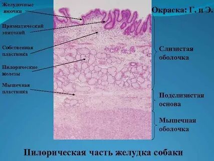 Мышечная пластинка слизистой оболочки пищевода латынь