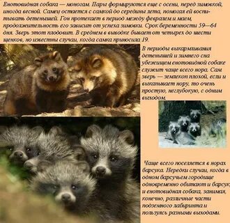 Енотовидная собака развитие с метаморфозом