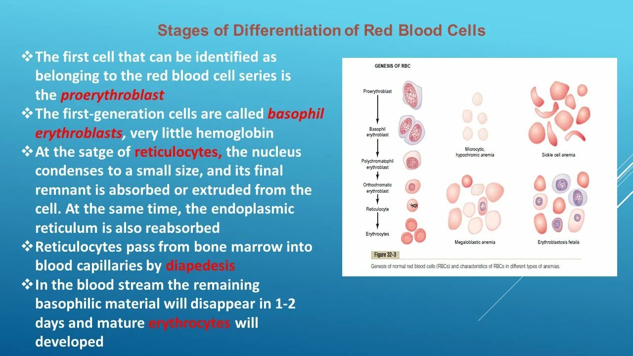 Blood Cells differentiation. Erythrocytes Capillar. Erythrocytes form. Кровь эритроциты с прозрачным фоном.