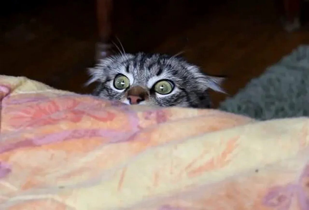 Офигевшая кошка. Котик подглядывает. Кот пьет из лужи. Кот в луже. Кошка " not tumorrow ".