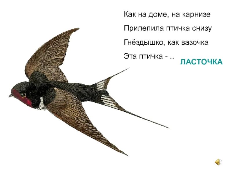 Как в народе называют ласточку