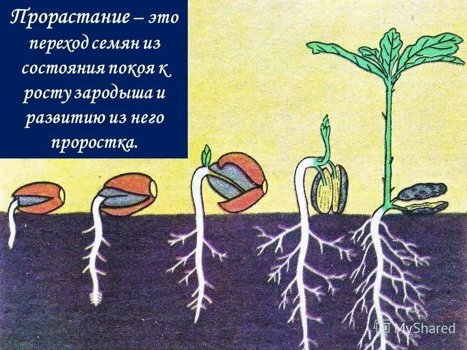 Взросло семя. Прорастание семян. стадии прорастания семян. прорастание растения из семени. стадии развития проростка.