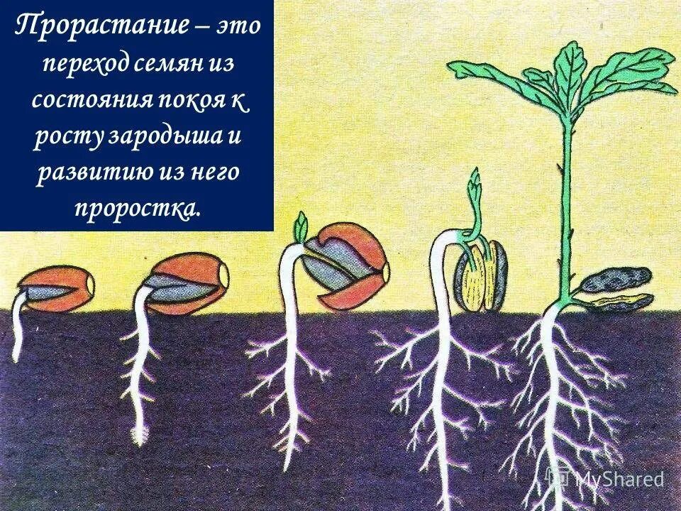 Влияние какого условия развития проростков. Прорастание семян. Стадии прорастания семян. Прорастание растения из семени. Стадии развития проростка.