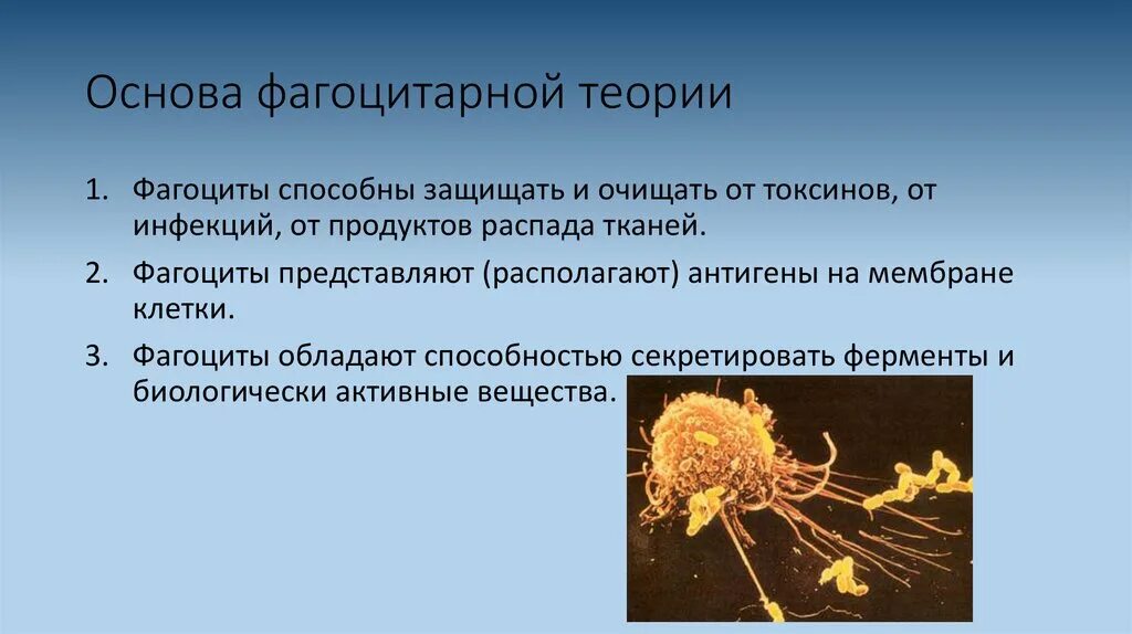 Мечников учение о клеточном иммунитете. Фагоцитарная теория иммунитета Мечникова. Автор фагоцитарной теории иммунитета. Иммунитет фагоциты. Фагоцитарная теория иммунитета положения.