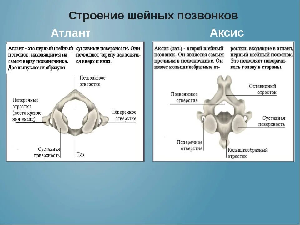 Шейные позвонки Атлант и Аксис. Второй шейный позвонок Атлант. Аксис строение позвонка. Атлант шейный позвонок анатомия. Характерные признаки шейного позвонка