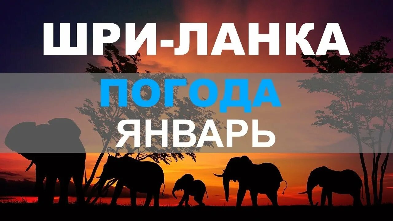 Прогноз погоды шри. Шри Ланка погода в январе. Шри Ланка климат. Шри Ланка температура. Климат Шри Ланки.