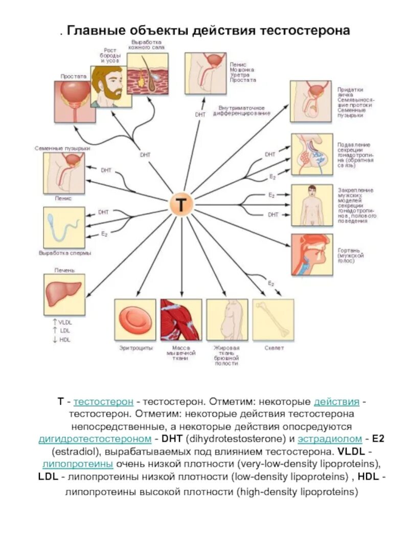 Как понять что низкий тестостерон. Тестостерон основные эффекты. Биологические эффекты тестостерона. Влияние тестостерона. Выработка тестостерона.