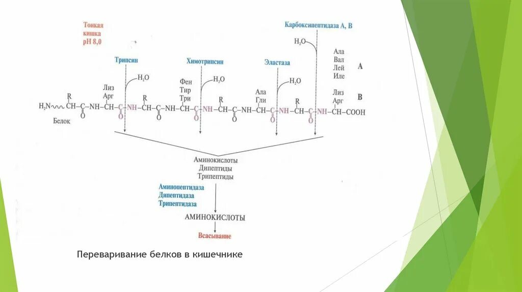 Переваривание белков в кишечнике. Переваривание белков в кишечнике биохимия. Пристеночное переваривание белков в кишечнике. Переваривание белков в кишечнике секретин.