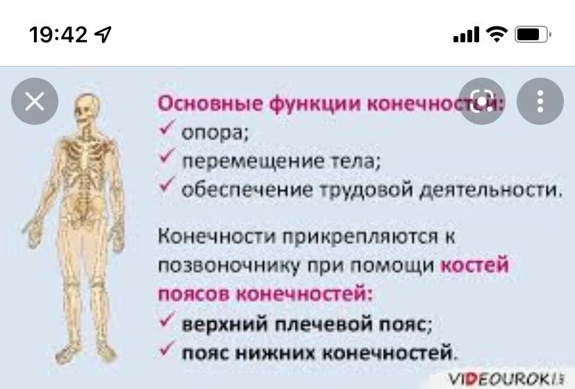 Уровни организации опоры и движения человека