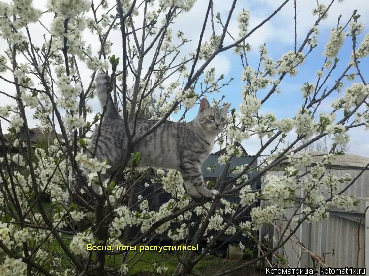 Котики на ветке вербы. Котики распустились. Стиль котики распустились. Верба котики. Стиль котики распустились.