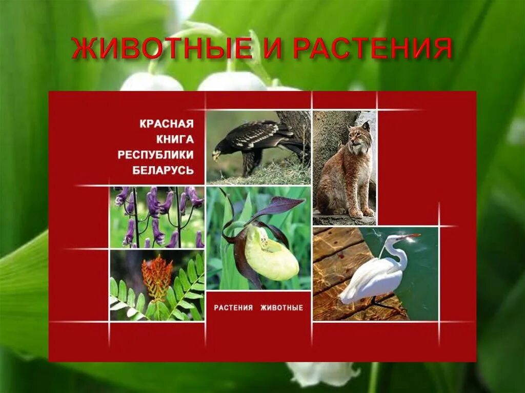 Красная книга республики беларусь животные