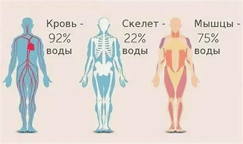Вода в мышцах
