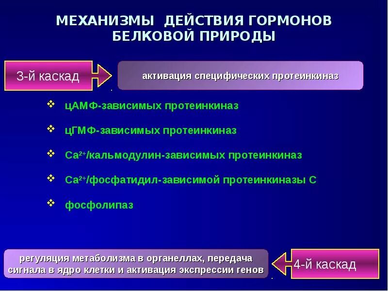 Специфическое действие гормонов заключается в том. Механизм действия гормонов белковой природы. механизм действия белковых гормонов. механизм действия гормонов белково-пептидной природы. механизм действия белковых гормонов схема.
