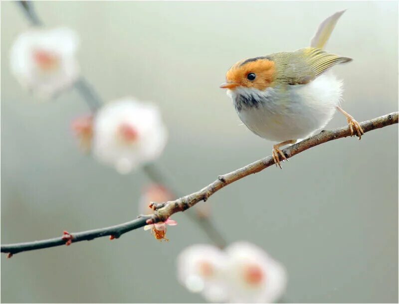 Птичка. Птицы поют. Весенние птички. Птицы весной. Красивые высказывания о весне