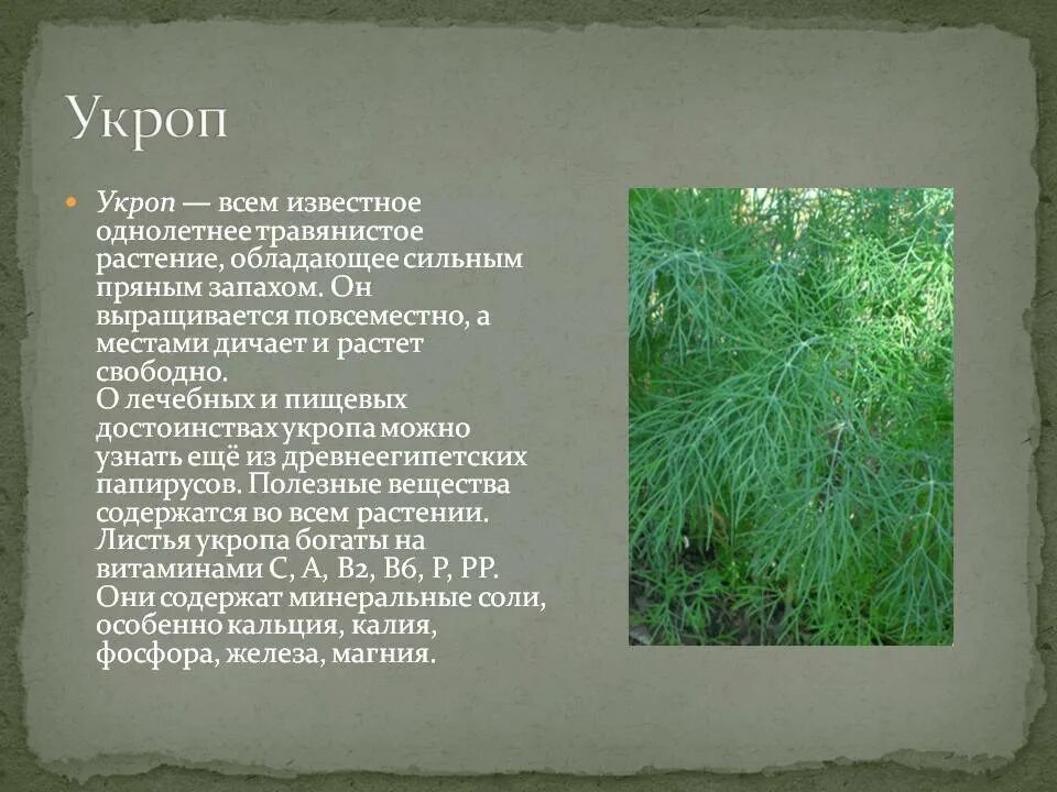 Укроп стихи. Лекарственные растения укроп огородный. Укроп описание растения. Укроп информация для детей. Укроп описание для детей.