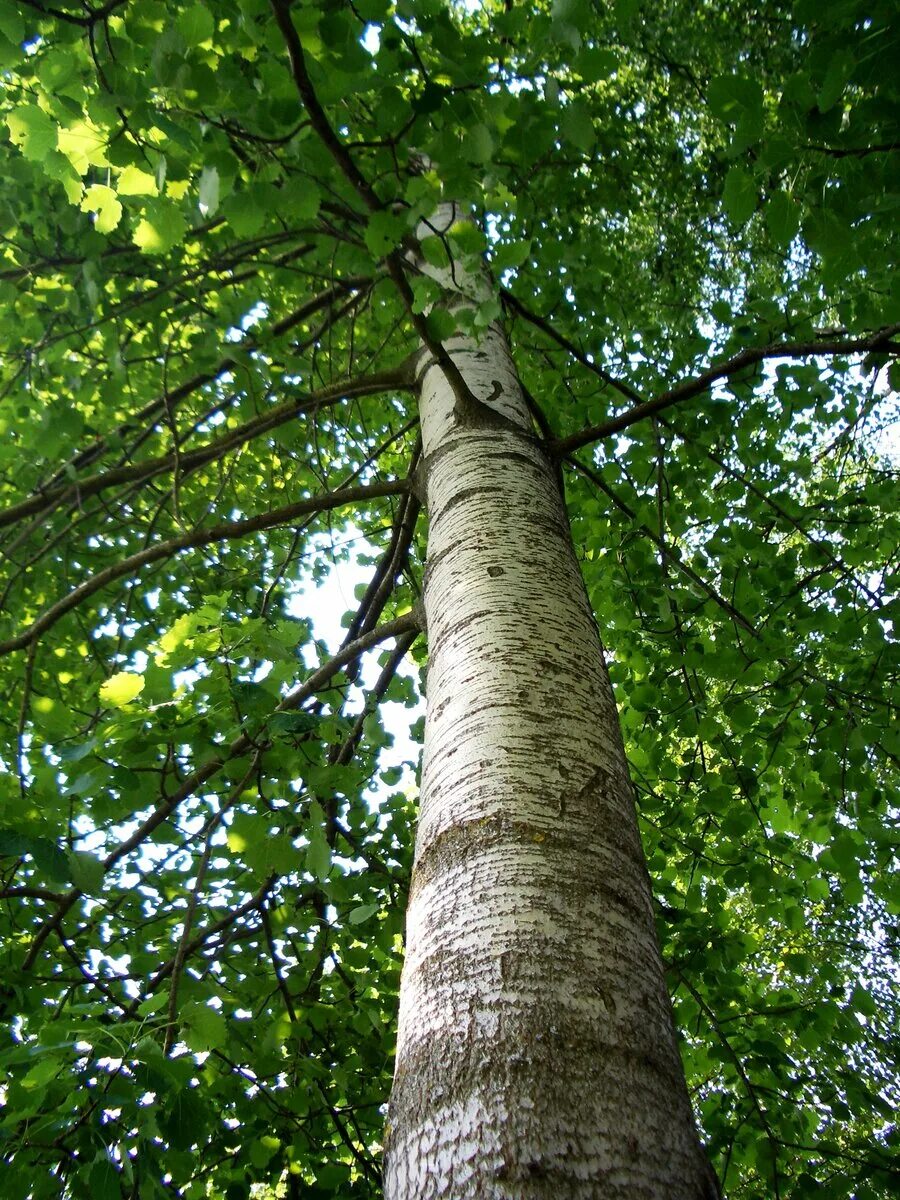 Осина (Populus tremula). Осина обыкновенная (Pópulus trémula). Осина обыкновенная (Populus tremula). Тополь дрожащий осина. Осина в какой природной