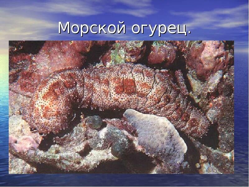 Голотурии относятся к бентосу. Голотурии представители. голотурия нектон. голотурии размножение. класс голотурии представители.