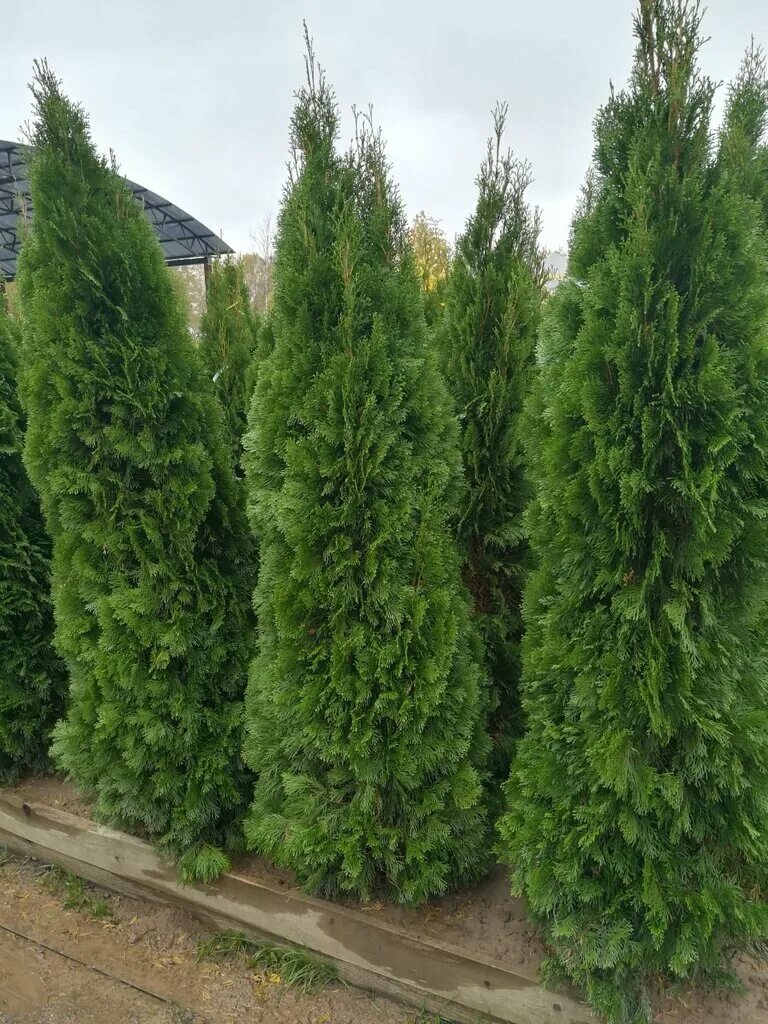 туя восточная 23 30 см. туя 200. туя 200. туя 200. туя 23 30 см.