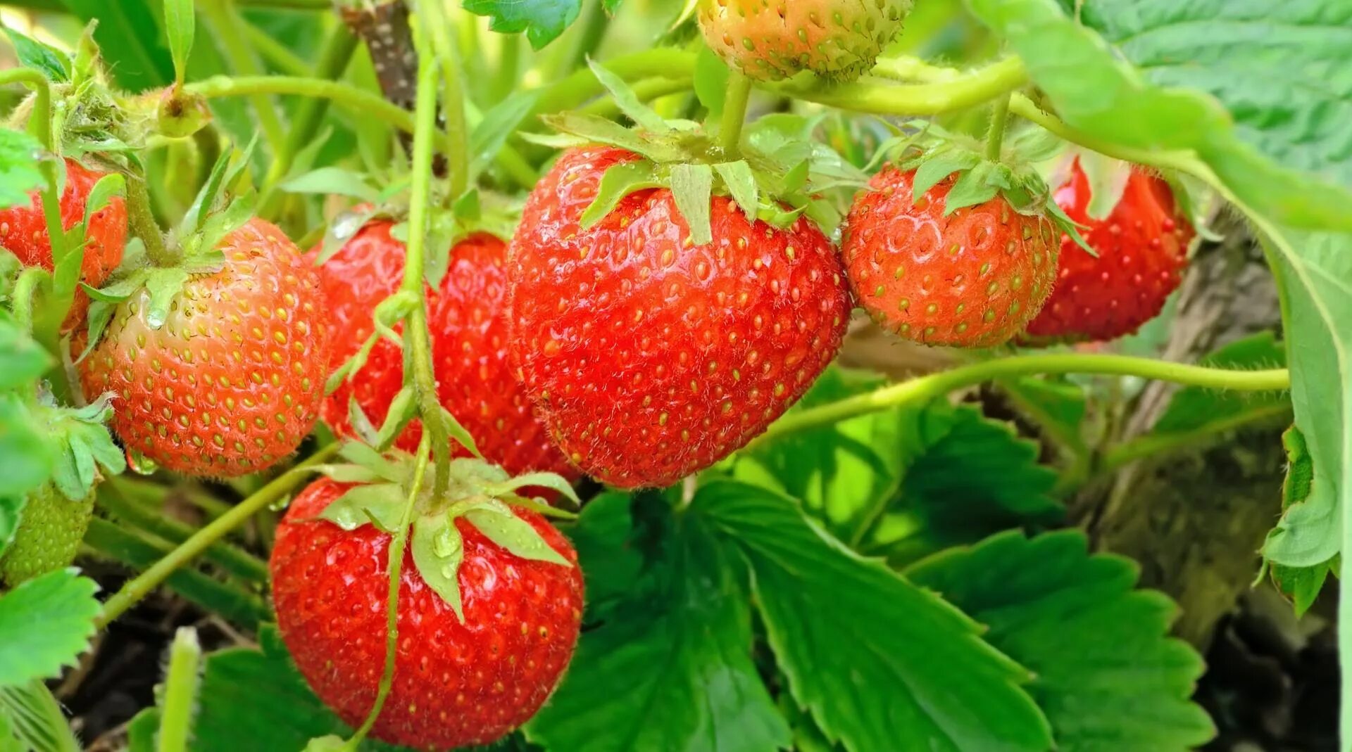 куст ягоды клубники. куст клубники. клубника малиновка. куст ягоды клубники. земляника барон солемахер.