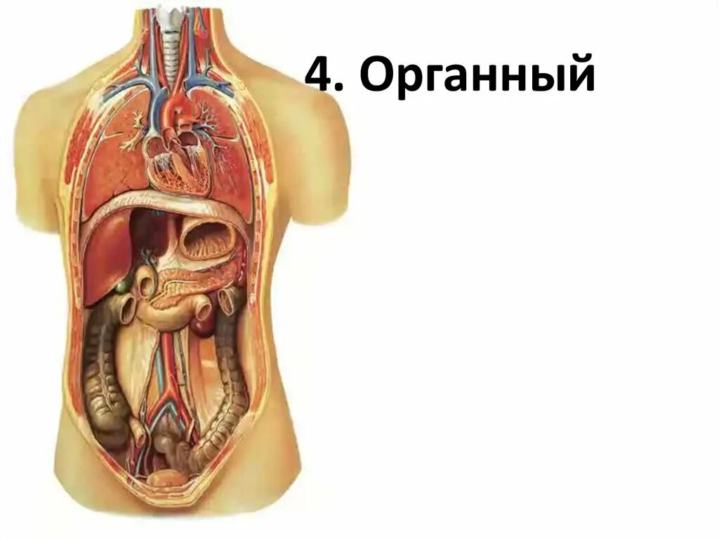 Органный уровень организации. Органный уровень организации жизни. Органный уровень организации человека. Органный уровень это в биологии.