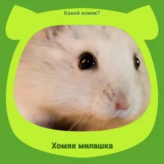 Слушать хомяк
