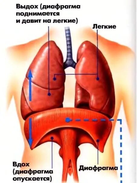 Выполняет функцию диафрагмы. Диафрагма анатомия человека. Дыхательная диафрагма анатомия. Диафрагма мышца. Лёгкие и диафрагма.