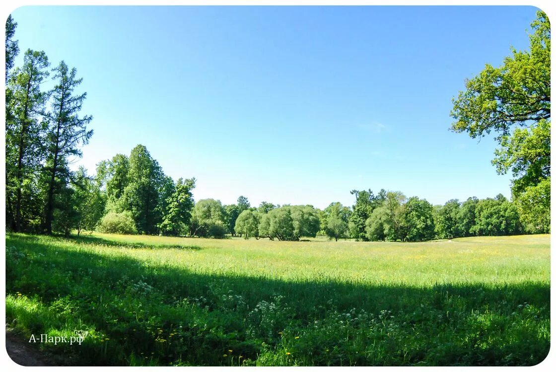 Отдельный парк в царском селе. Отдельный парк. Тенистая аллея 28. Отдельный парк в пушкине. • пушкино – отдельный (нижний) парк;.