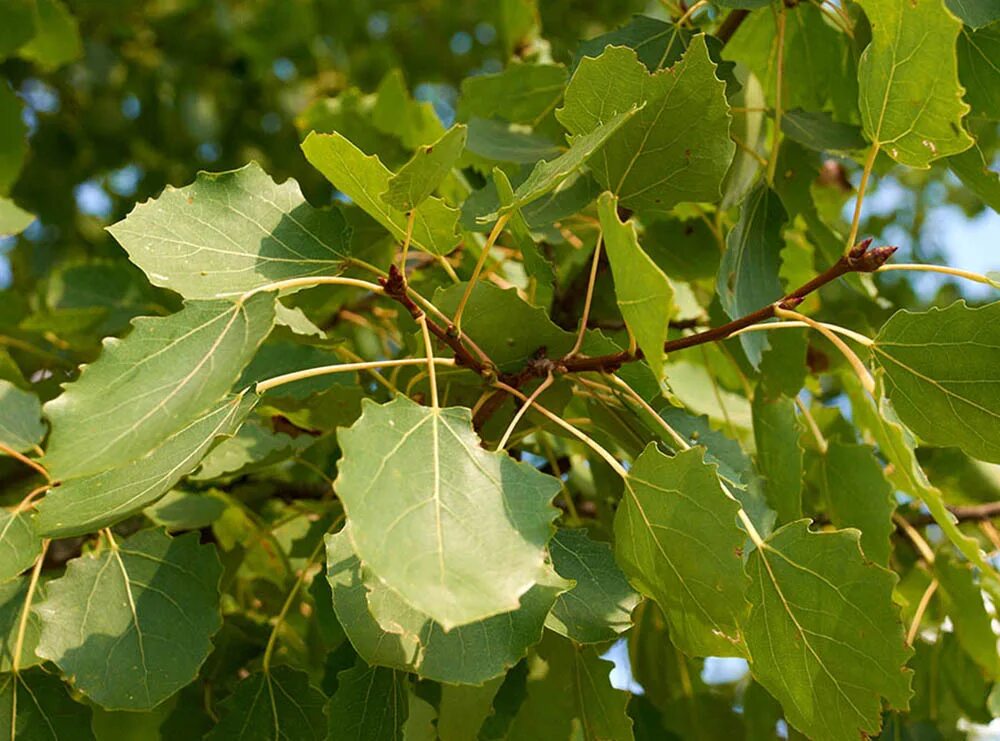 Тополь дрожащий осина. Осина обыкновенная (Populus tremula). Populus tremula (осина дрожащая). Осина Сибирская. Осина в какой природной