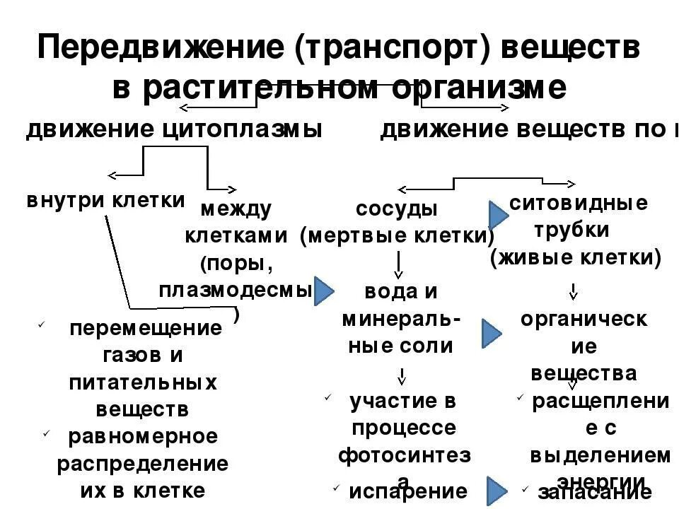 Какие вещества участвуют в транспорте веществ. Таблица транспорт веществ у растений и животных 6 класс. Транспорт веществ в организме растений и животных. Транспорт веществ в организме растений таблица. Транспорт веществ в организме растений 6 класс таблица.