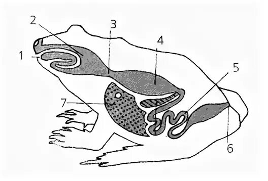 Расположи органы пищеварительной системы земноводного. Система пищеварительной системы лягушки. Пищеварительная система система земноводных. Схема строения пищеварительной системы земноводных. Пищеварительная система земноводных без подписей.