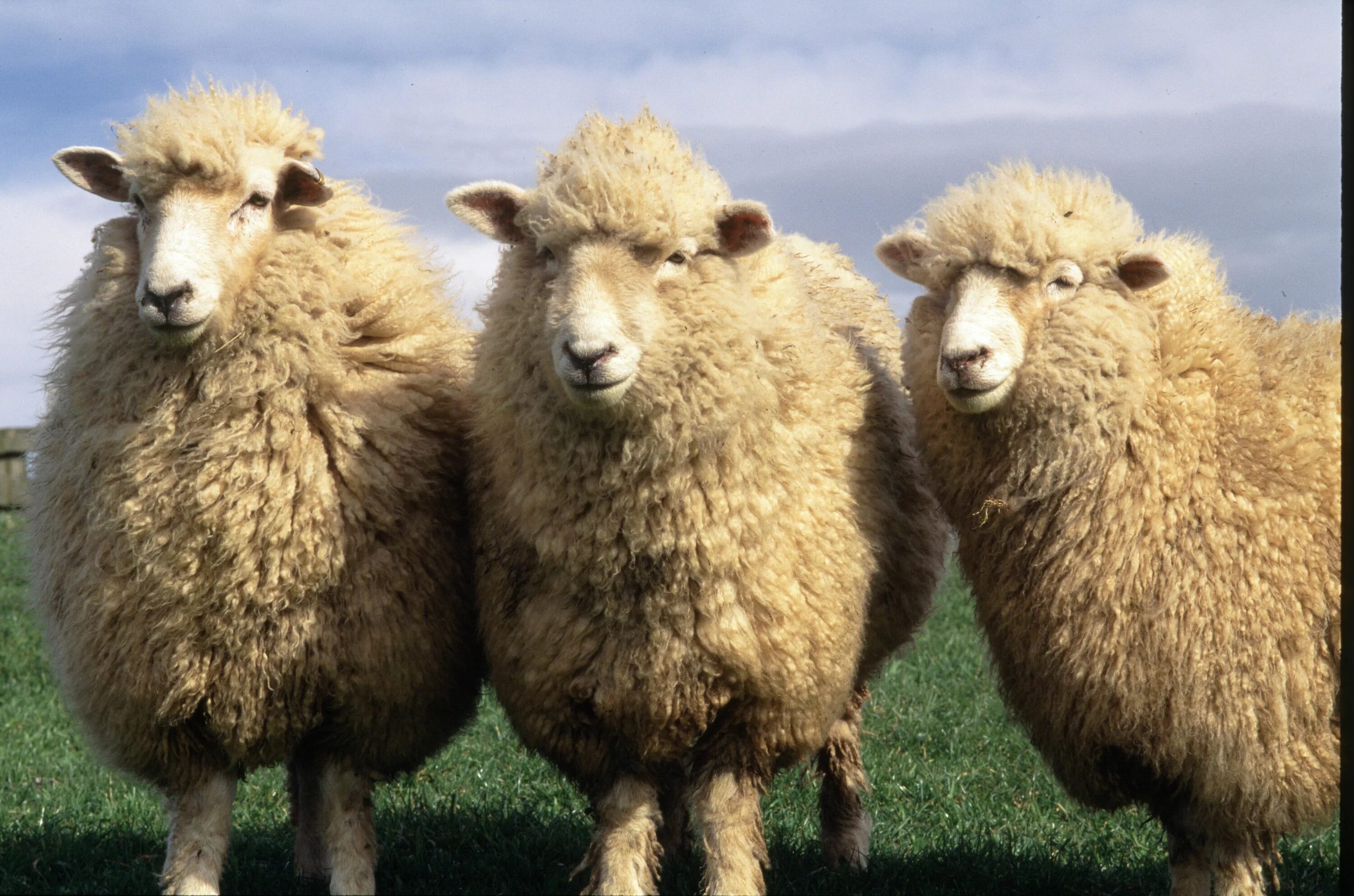Овцы меринос. Австралийский меринос порода овец. Алтайская тонкорунная порода овец. Австралия овцеводство мериносы. Новая Зеландия овцеводство.