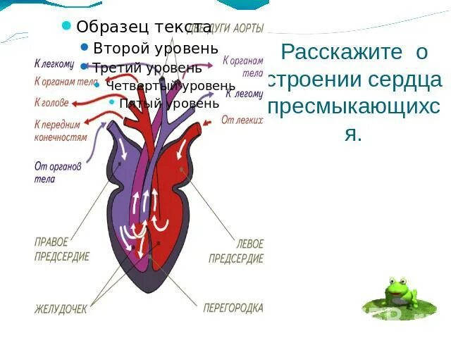 Строение сердца земноводных. Сердце земноводных и пресмыкающихся. Сердце амфибий и рептилий. Сердце земноводных.