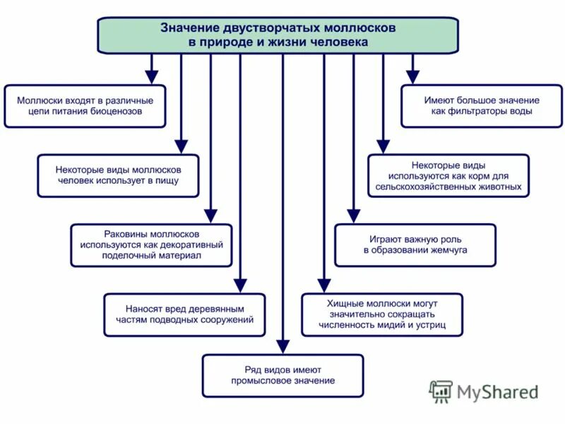 роль двустворчатых моллюсков в жизни человека. значение двустворчатых моллюсков в жизни. многообразие моллюсок. значение двустворчатых моллюсков в жизни. значение двустворчатых моллюсков.