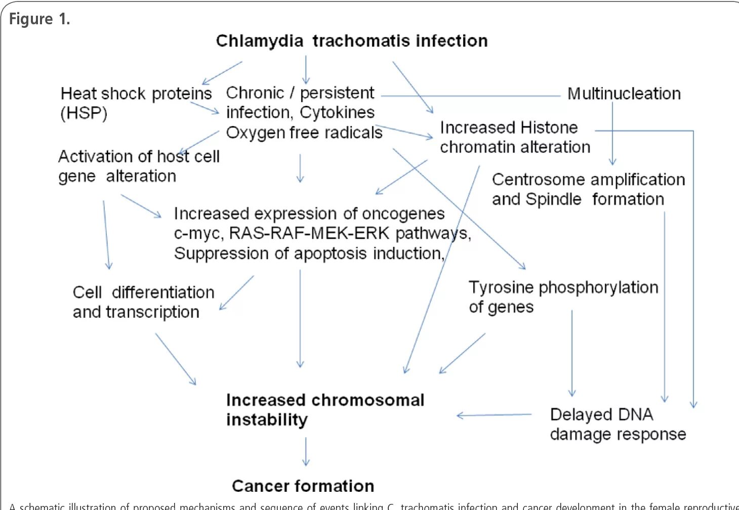 Anti chlamydia trachomatis. Хламидия трахоматис патогенез. Chlamydia trachomatis патогенез. Хламидия трахоматис жизненный цикл. Жизненный цикл Chlamydia SP..