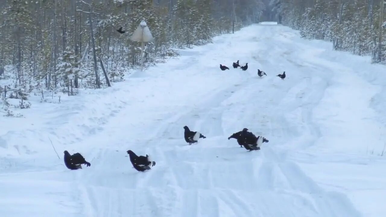 Тетерева на дороге