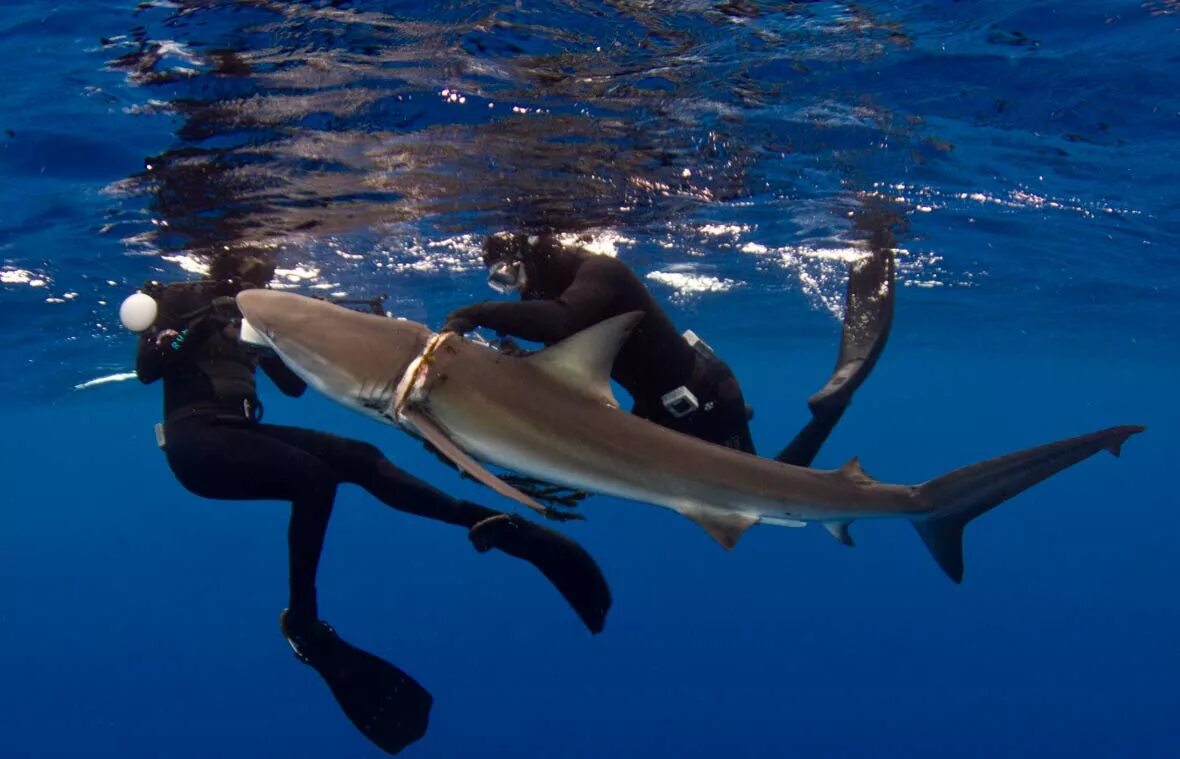 Нападение дельфинов. Дайвинг с касатками. Дельфин нападает на акулу. Акула и дайвер. Лимонные акулы и дайверы.