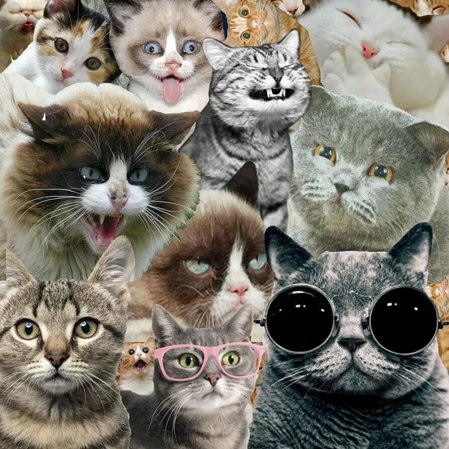 Много котят разных. Много кошек. много котов. много котят. много ашек.