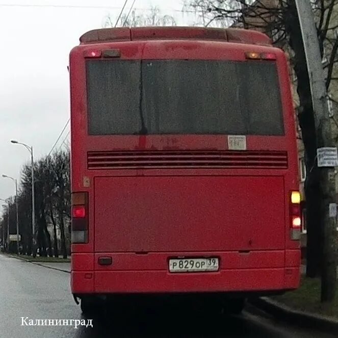 Автобус МАЗ красный. Красный автобус Калининград. Красный автобус 411. Автобус 41 красный.