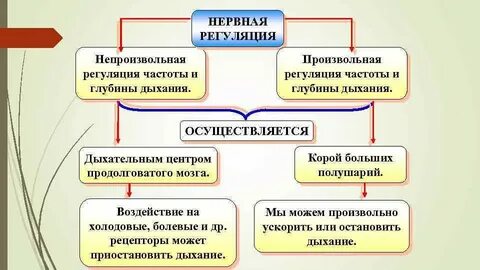 Произвольная регуляция деятельности