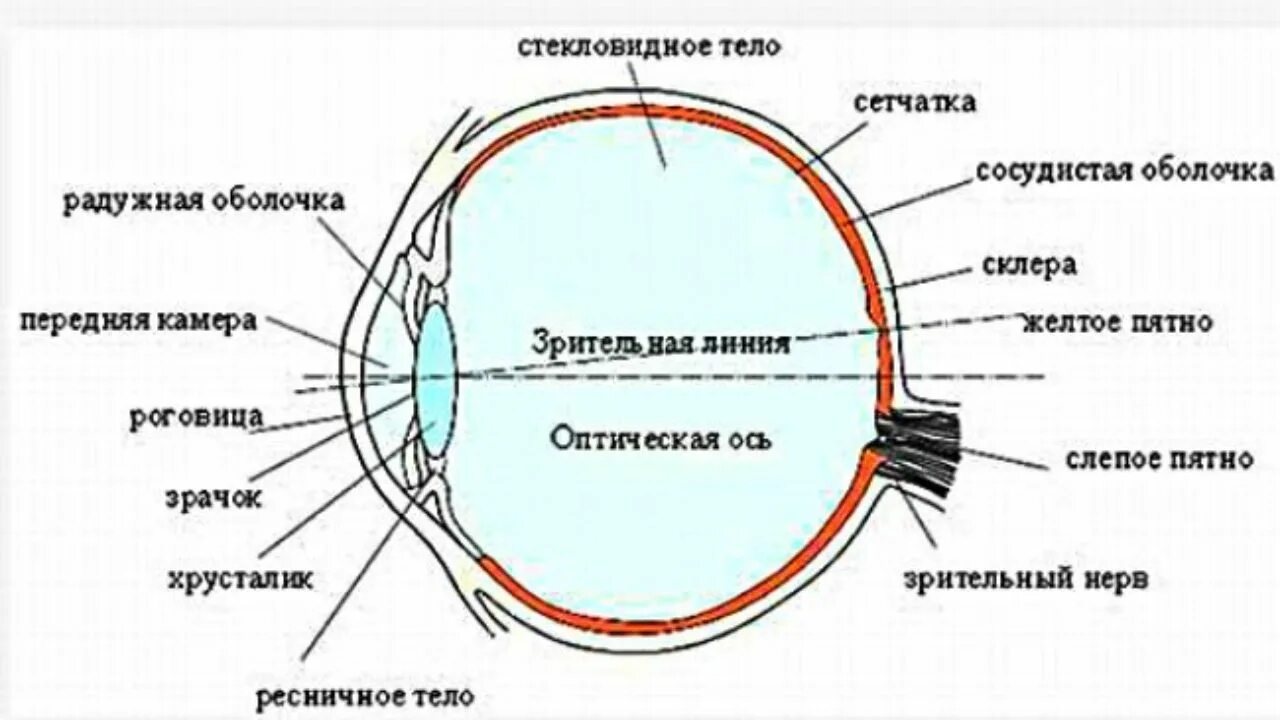 Строение зрительного анализатора глазное яблоко. Схема строения глазного анализатора. Зрительный анализатор строение глаза оптическая система глаза. Строение оптического аппарата глаза. Склера сетчатка слепое