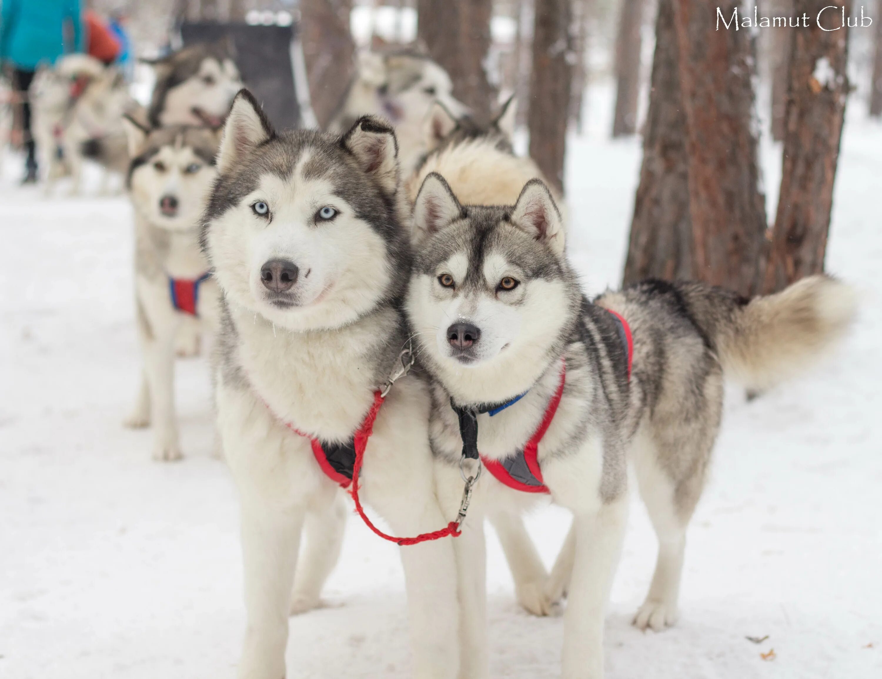 маломалышевский лес самарская область. сарапульское лесничество воробьев. 137 й квартал задельненского лесничества самара. маламут аквапарк самара. большевьясский лес.