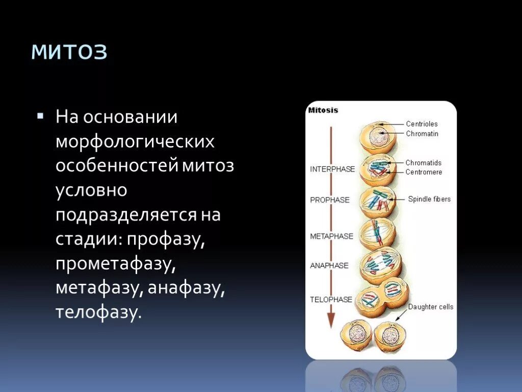 Деление клетки митоз и мейоз 10 класс. Мейоз 10 класс биология. Митоз и мейоз 10 класс. Митоз и мейоз презентация. Тип клетки митоза и мейоза