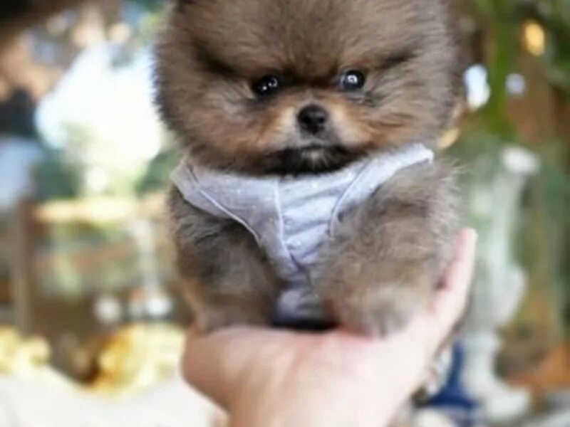 Мини микро шпиц медвежьего типа. Мини шпиц медвежьего типа белый. Микро шпиц медвежьего типа. Шпиц мини микро белый. Микро шпиц медвежьего типа.