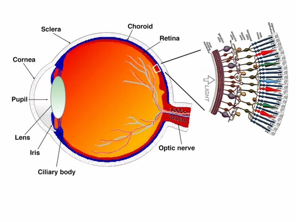 Восприятие цвета глазом. Строение глаза колбочки и палочки. Зрение человека зависит от состояния сетчатки. Близорукость миопия. Строение глаза с сетчаткой и зрительным нервом.