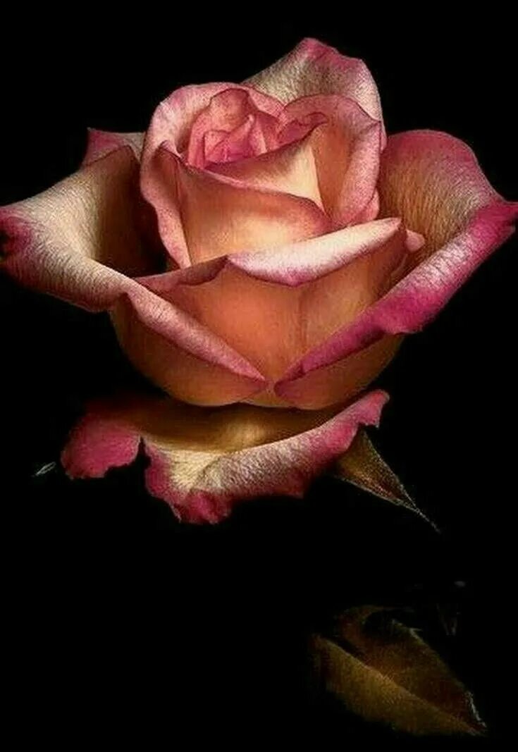 Натюрморт с розами. Натюрморт с розами фото. Художник клестова ирина борисовна klestova irene 1908-1989. Розы живопись. Розы для ольги.