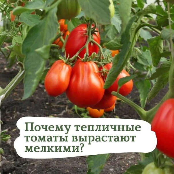 Почему плохо растут помидоры